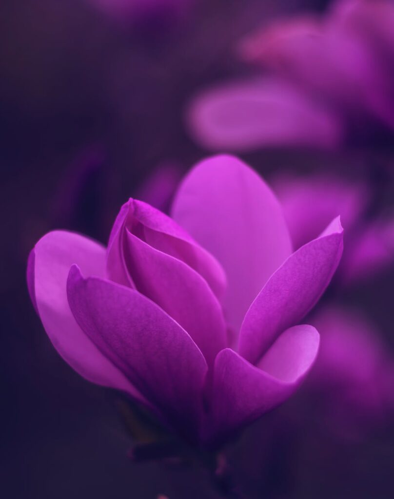 purple petaled flower